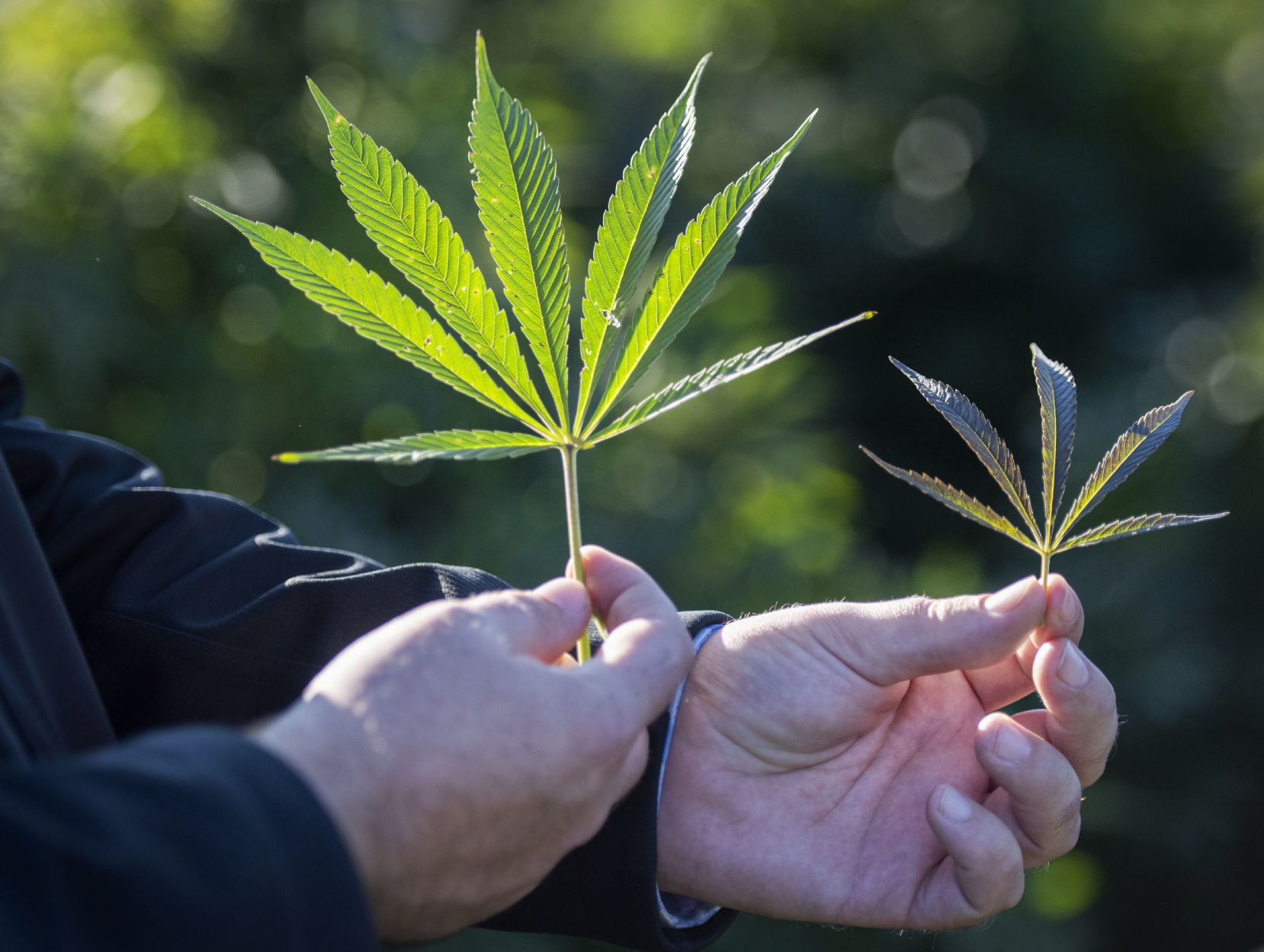 Exchange Growing Hemp